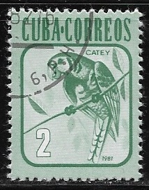 Catey