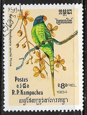 Psittacula himalayana finschii)