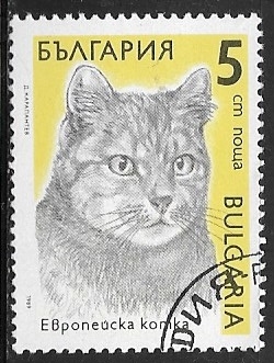 Felis silvestris catus
