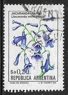 Jacaranda mimosifolia