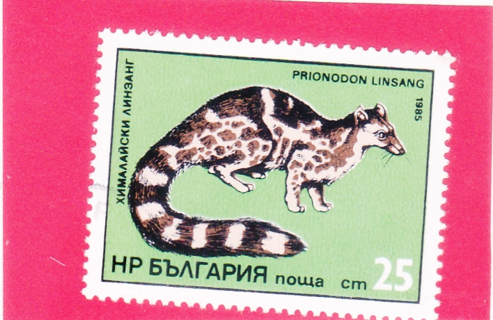 Bonded Linsang (Parvoonds Linsang) 
