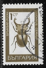 Lucanus Cervus