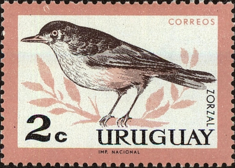 Zorzal de vientre rufo (Turdus rufiventris)