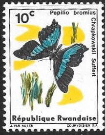 mariposas