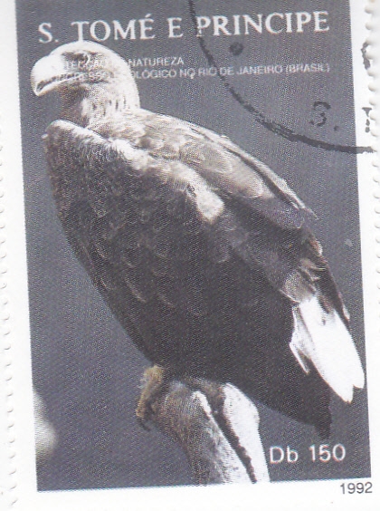 Águila marina de Steller (Haliaeetus pelagicus)