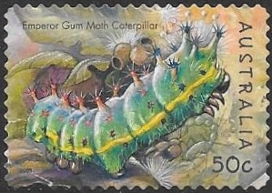 insectos