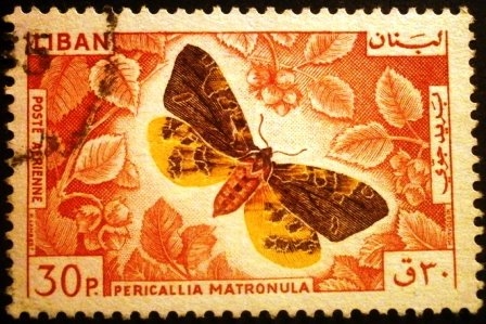 Pericallia matronula