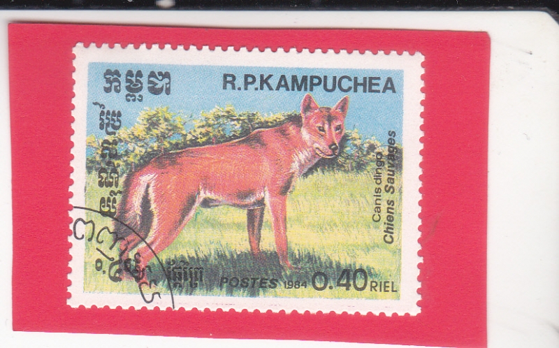 Dingo (Canis lupus dingo)