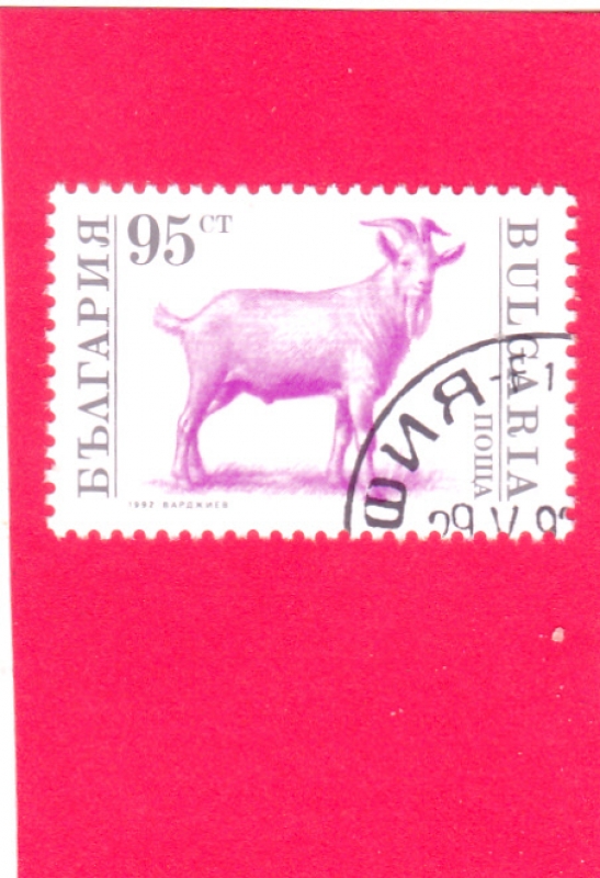 Billy Goat (Capra hircus)