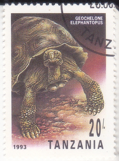 TORTUGA