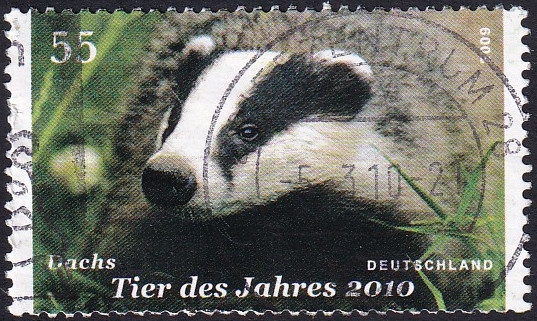 Tejón_animal del año 2020