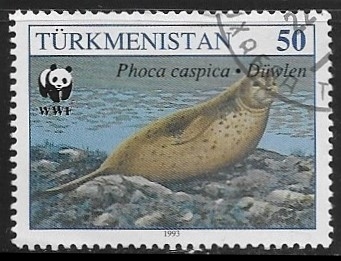 Phoca caspica