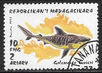 Peces - Galeocerdo cuvieri