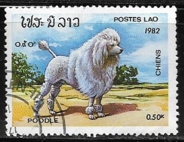 Poodle