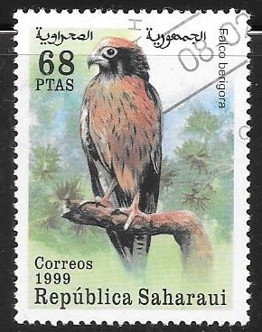 aves