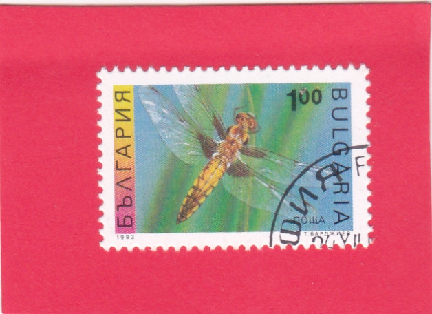 Libellula quadrimaculata