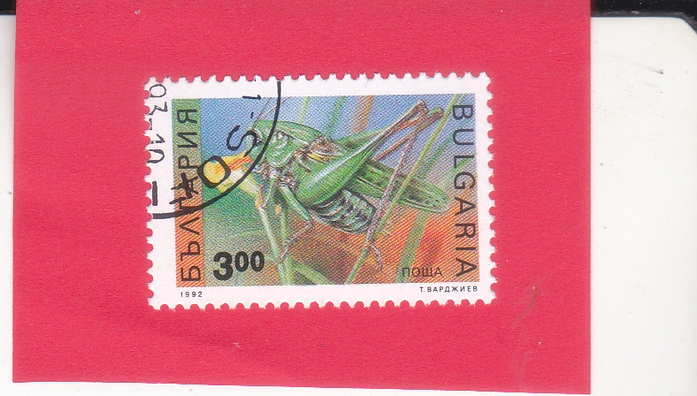 Tettigonia viridissima