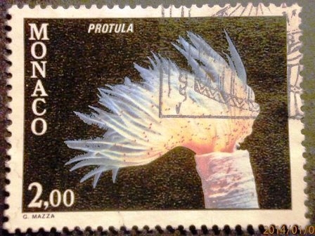 Corales. Protula