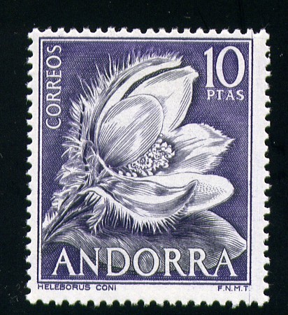 Heleborus Coni