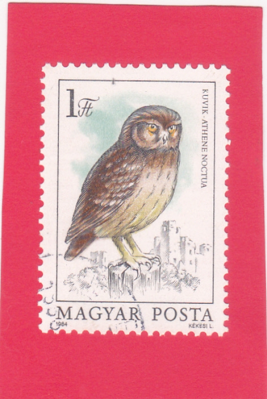 Búho Pequeño (Athene noctua)