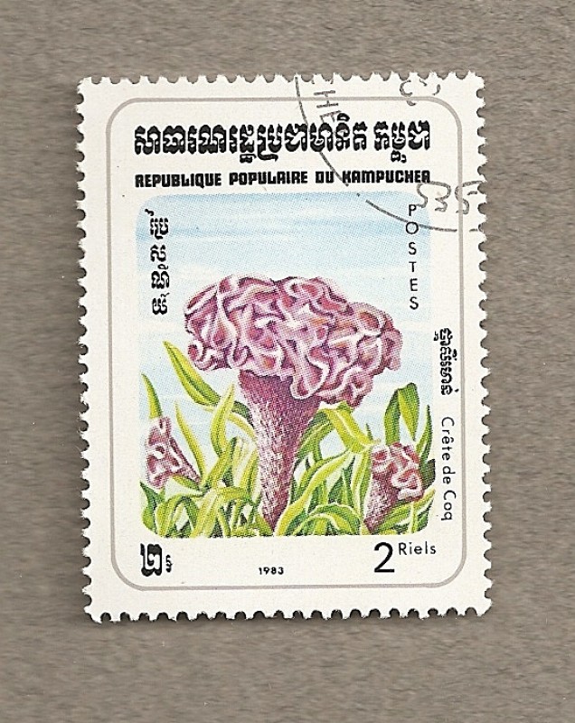 Flores