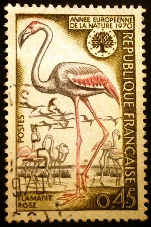 Año europeo de la naturaleza (Phoenicopterus ruber)  