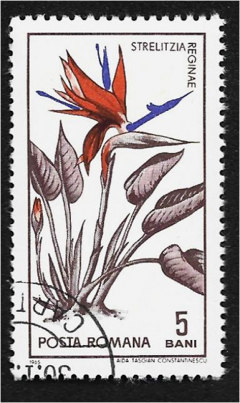 Jardín Botánico Cluj, Flor ave del paraíso (Strelitzia reginae)