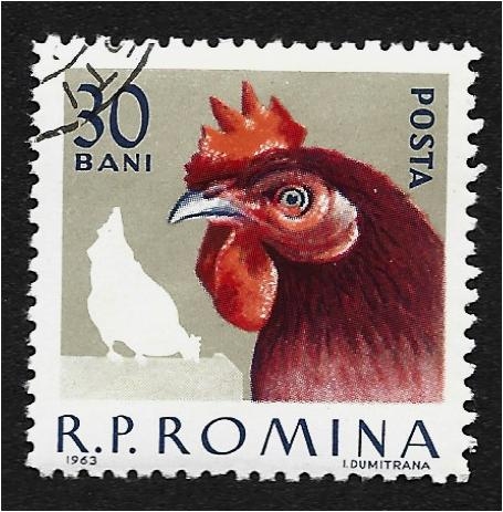 Aves de Corral Domésticas, Gallo (Gallus gallus domesticus)