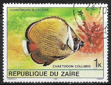 Peces - Chaetodon collare)