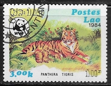Panthera tigris