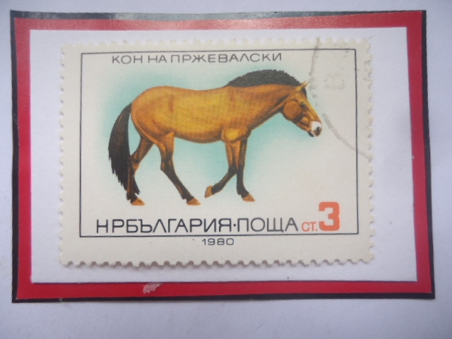Caballo Przewalski- Caballo Salvaje Mongol (Equuis ferus przewalskii)-Sello de 3 Ct-Stotinka búlgaro