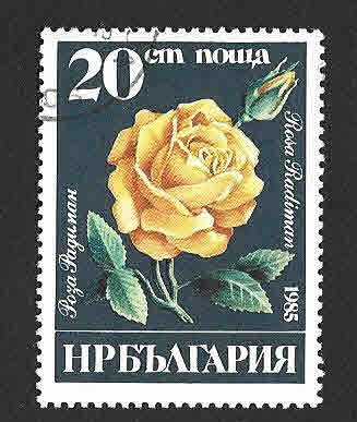 3077 - Rosa