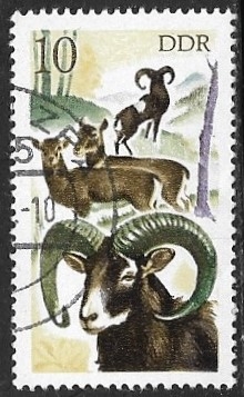 Animales
