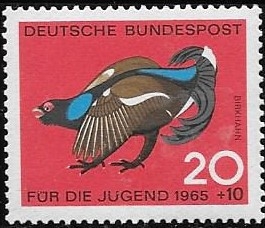 aves