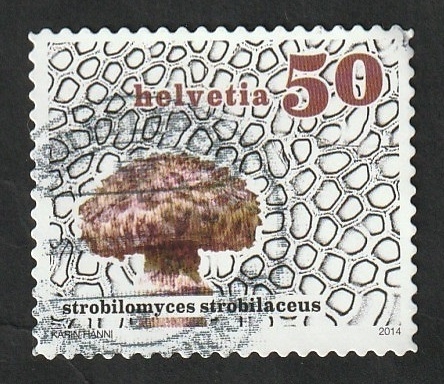 2267 - Champiñón, Strobilomyces strobilaceus