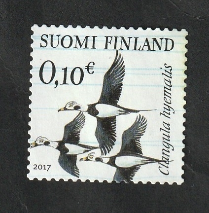 2467 - Glangula hyemalis