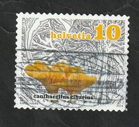 2264 - Champiñón, Cantharellus cibarius