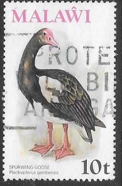 aves