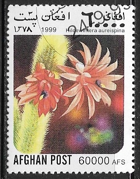 Cactus - Hildewintera aureispina)