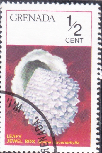 CARACOLA