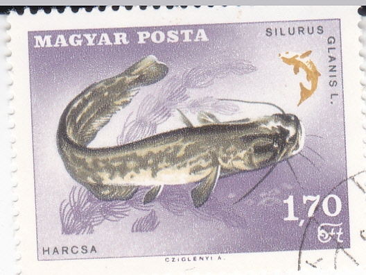 PEZ- SILURUS