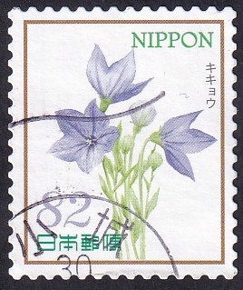 Platycodon grandiflorus