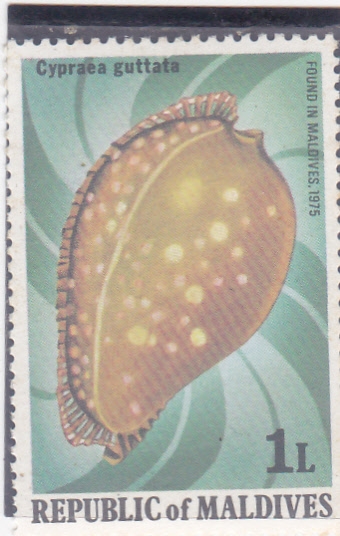CARACOLA