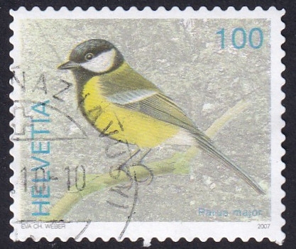Parus Major