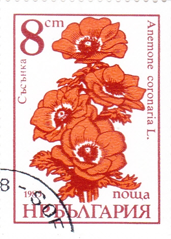 FLORES-