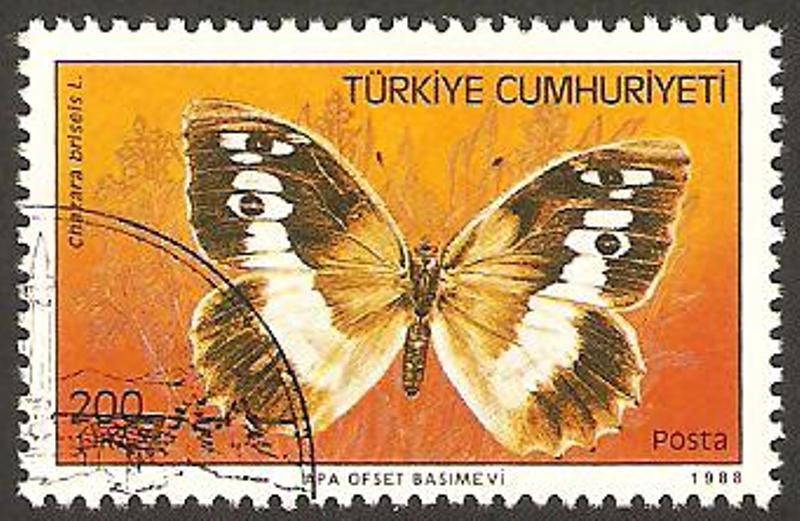 mariposa