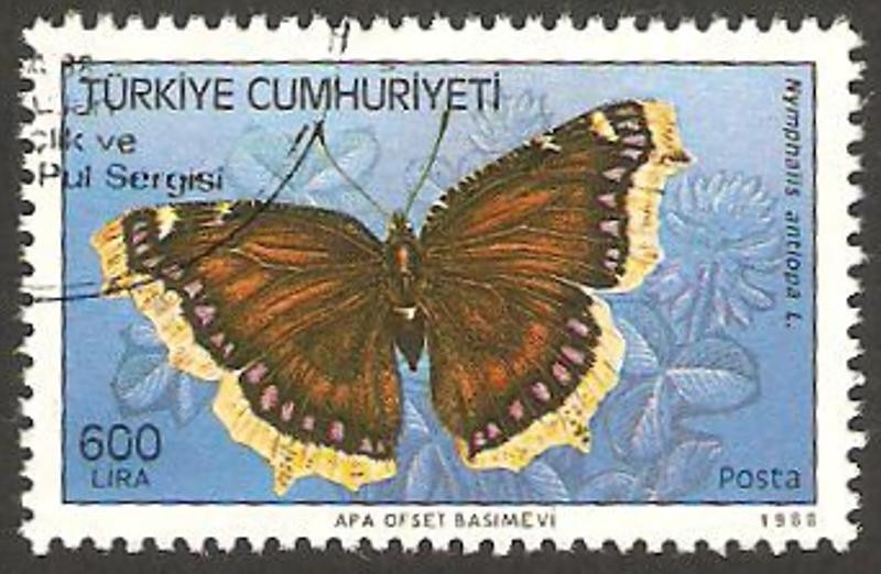 mariposa
