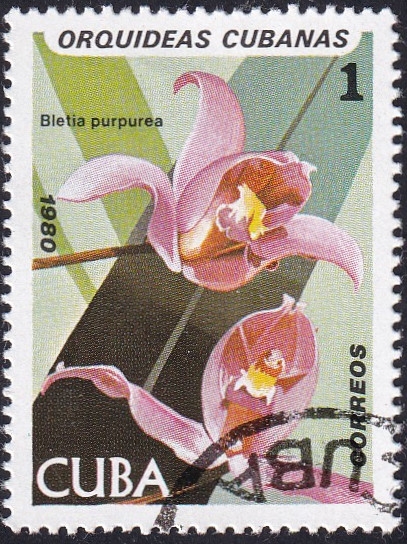 Bletia purpurea