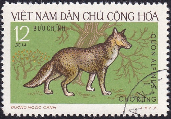 Cuon alpinus