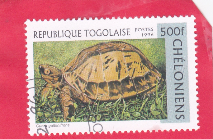 tortuga